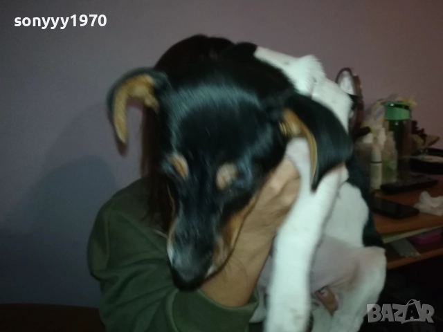 бебе джак ръсел 0112251754, снимка 2 - Джак ръсел териер - 52616116