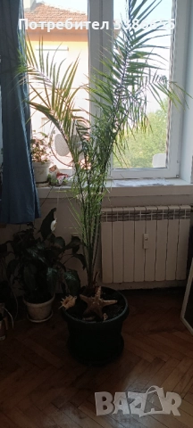 Канарска финикова палма 150-160см, снимка 3 - Стайни растения - 42619350