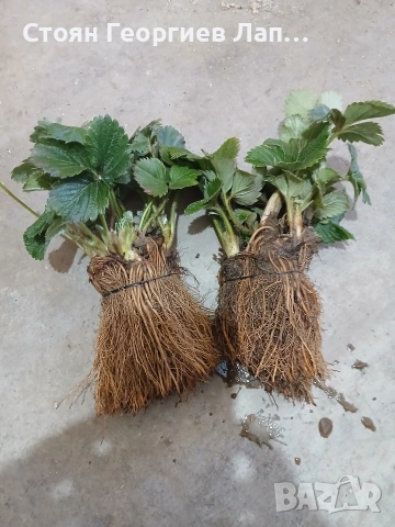 ягоди разсад 