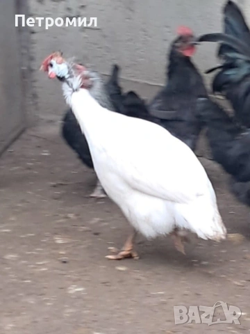 Мъжка токачка, снимка 2 - Кокошки и пуйки - 53055463