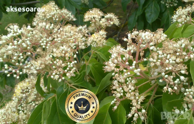 400 висококачествени семена от медоносното дърво на пчеларя Еводия Даниели и разсад дръвчета Euodia , снимка 6 - Сортови семена и луковици - 49008191