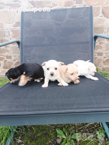 Малки пинчерчета, снимка 6 - Пинчер - 52975157