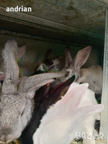 продавам  домашни зайци за клане, снимка 6 - Други животни - 53721028