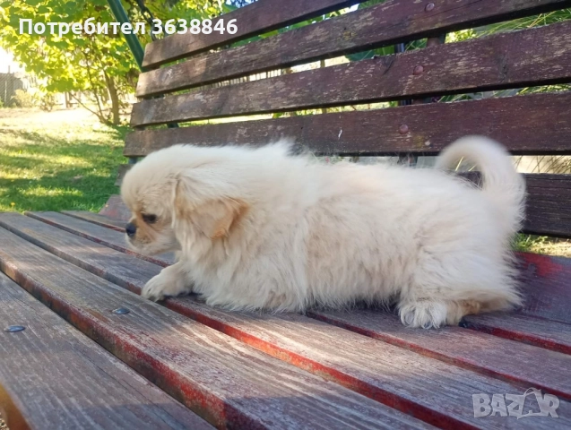 Пекинез, снимка 3 - Пекинез - 51822423