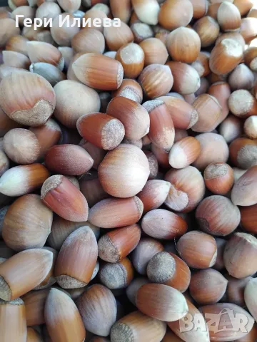 Продавам лешници, снимка 2 - Домашни продукти - 55980440