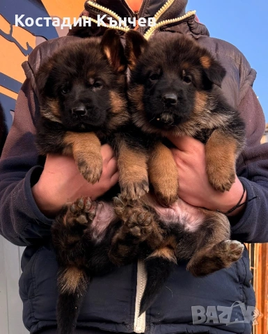 Немска овчарка кученца