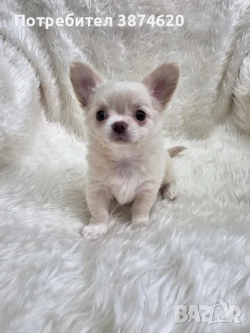 чихуахуа момченце 