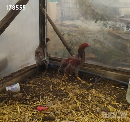 Петли Американска Аракуана!, снимка 3 - Кокошки и пуйки - 51944647