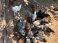 Кокошки катунски, снимка 1 - Кокошки и пуйки - 41630116