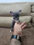 Чихуахуа чихуа хуа, снимка 4