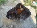 Голяма дървесна гъба за декорация , снимка 3