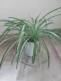 Хлорофитум Вариегата , снимка 1