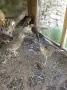 Червено златни фазани, снимка 2