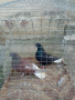 Николаевски гълъби 5 двойки , снимка 13