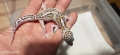 Леопардов гекон (Eublepharis macularius) , снимка 6