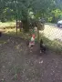 Петли Родайланд,Автстралорп и Маран черно сребро, снимка 9