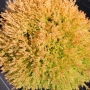✨ Thuja occidentalis ‘Rheingold’, снимка 2