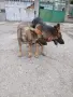 Малки немски овчарки!, снимка 13