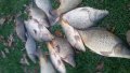 Риба див шаран бял амур каракуда за стръв, снимка 6