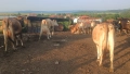 Продавам стадо крави джарсей. 34 броя редовни дойни. Повечето са бременни 7-ми месец., снимка 11