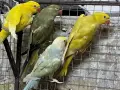 продавам папагали малки александри, снимка 4