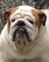 Английски булдог, снимка 9