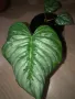 Philodendron Sodiroi , снимка 1