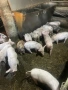 Продавам малки прасенца прасета, снимка 3