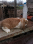 Френски кочовати зайци, снимка 5