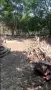 Предлагам помощ с непосилни задачи в двора, лозето или градината в област Плевен, снимка 4