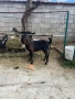  🐐 Продавам мъжки англо-нубийски ярета, снимка 8