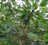 Едра студоустойчива смокиня, снимка 6