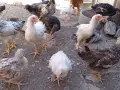 пилета старозагорска кръстоска , снимка 2