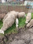 Продавам овце с малки агнета, снимка 3