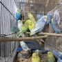 продавам вълнисти папагали 2026, снимка 8