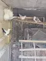 гълаби различни видове., снимка 3