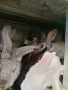 продавам  домашни зайци за клане, снимка 6