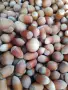 Продавам лешници, снимка 2