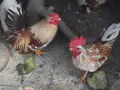 Шабо Петлета 5 бр, снимка 2