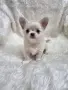 чихуахуа момченце , снимка 1