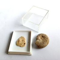 Вкаменелости/фосили: 100% автентични амонит, снимка 4 - Антикварни и старинни предмети - 44742135