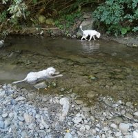 Изгубено куче- бяло лагото, снимка 1 - Изгубени/намерени - 41971456