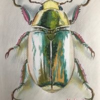 Перлено бръмбарче, снимка 2 - Картини - 44473206