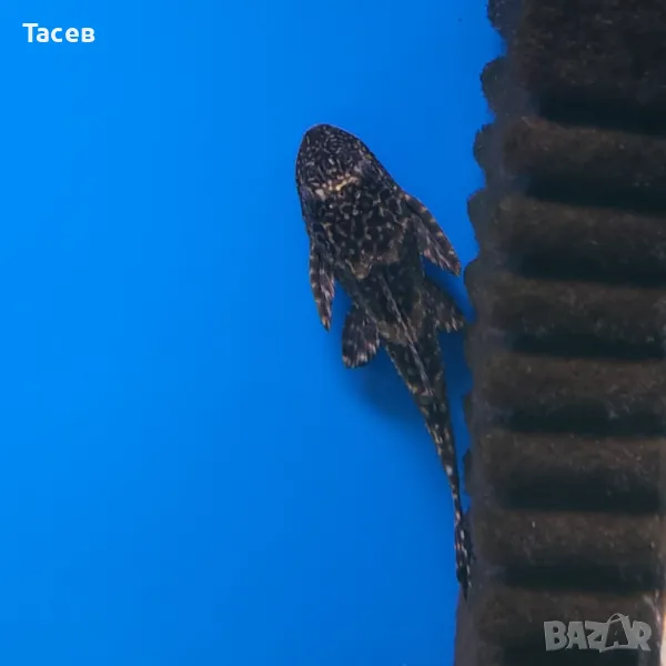 Хипостомус 10см, снимка 1