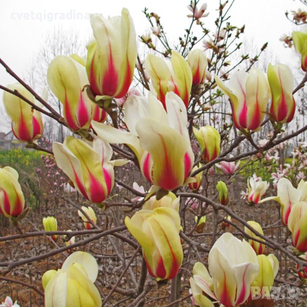 Magnolia concinna Sunrise (Магнолия Изгрев), снимка 1