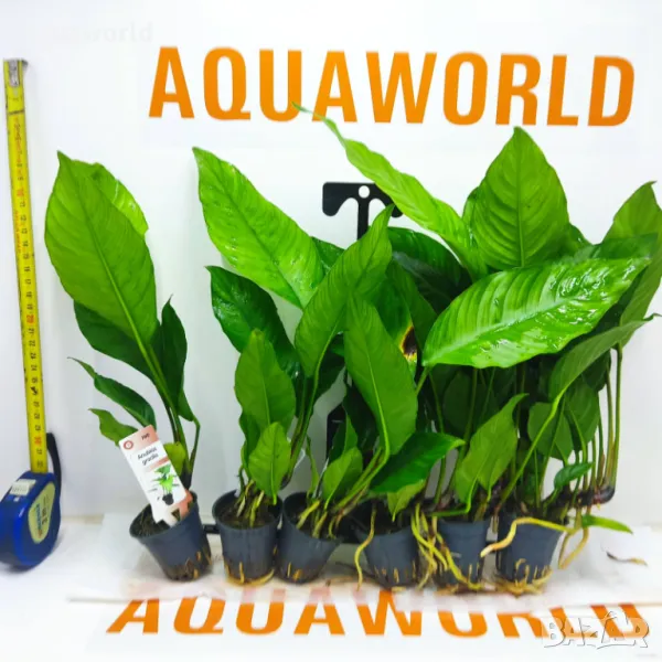 "Безплатна доставка" Анубиас - ANUBIAS Gracilis, снимка 1