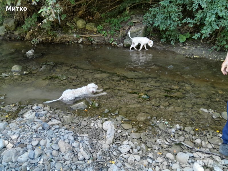 Изгубено куче- бяло лагото, снимка 1