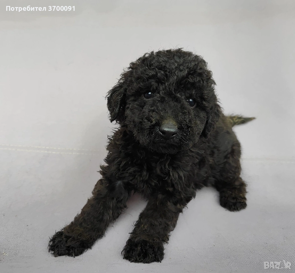 пудел / пуделчета, снимка 1