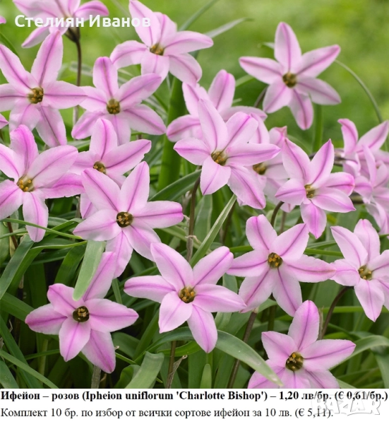 Ифейон – розов (Ipheion uniflorum 'Charlotte Bishop') – луковици, снимка 1