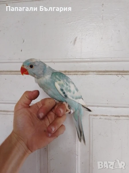 Малък Александър, снимка 1